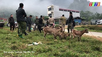 KHÁM PHÁ CHỢ DÊ CỐC LY THÁNG GIÁP TẾT 2023 | CHỢ PHIÊN TÂY BẮC