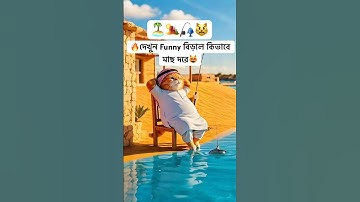 how to create animated videos with ai #animals #funny #funnycatvideo #ai #animation #ai #cat