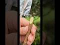Grafting #gardening #farming #natural #nature #shortsvideo