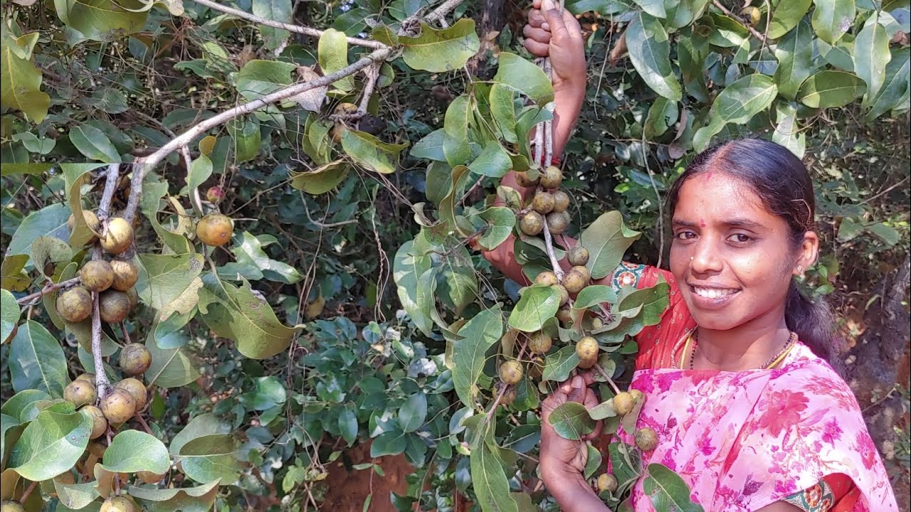 మా చిట్టి అడివిలో తునికి పండ్లు కనిపించాయి#mgvvlogvideos