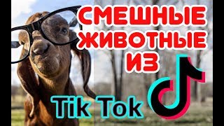 Смешные ЖИВОТНЫЕ из Tik Tok / Funny ANIMALS from Tik Tok