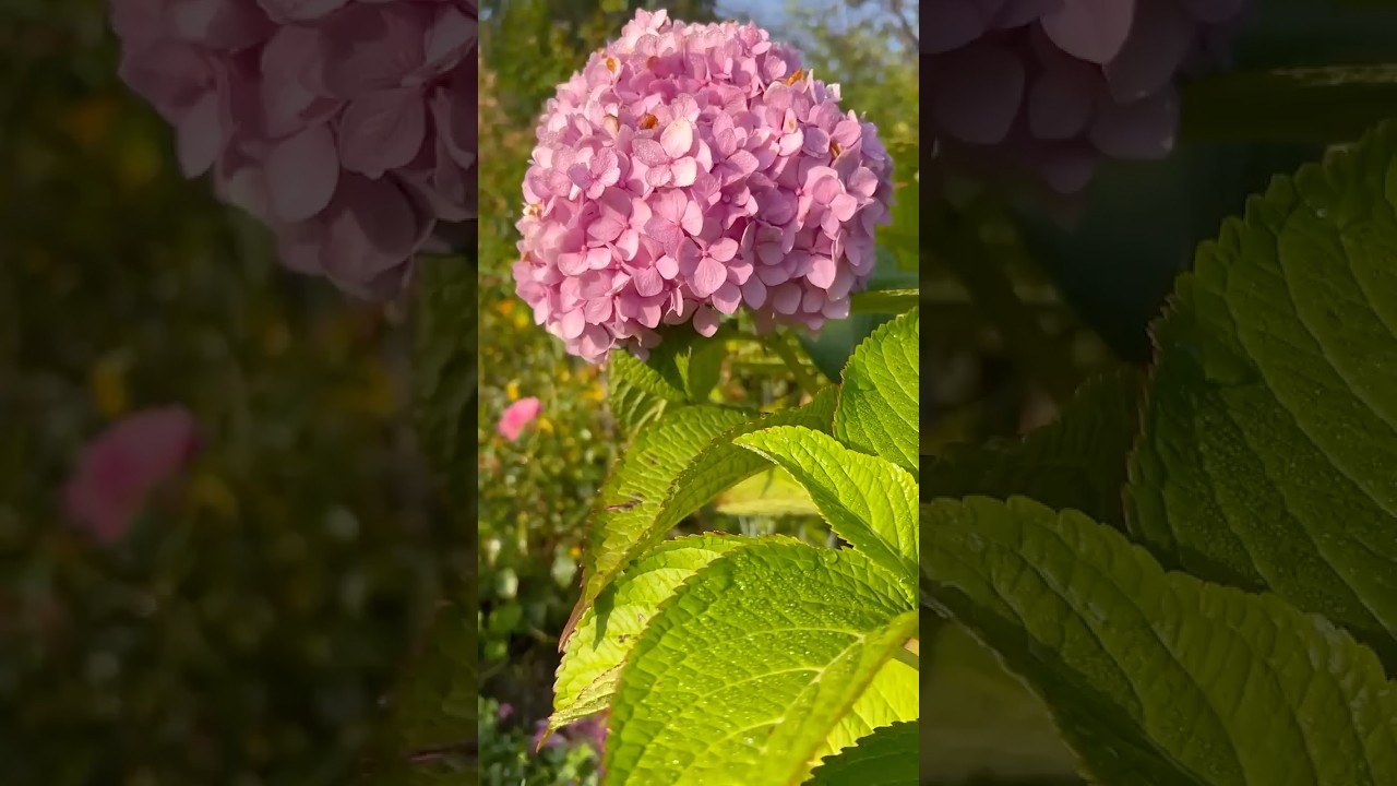 Pink flowers in my Ukrainian garden 