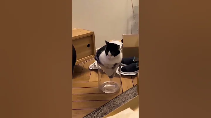 Video 11784761: compilation funny cat cutecat, compilation funnycats cutecats, cutest cats compilation funny, hilarious cat kitten, best cat compilation, enjoy cutest cat