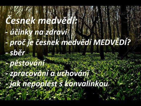 Česnek medvědí (amatérské video)