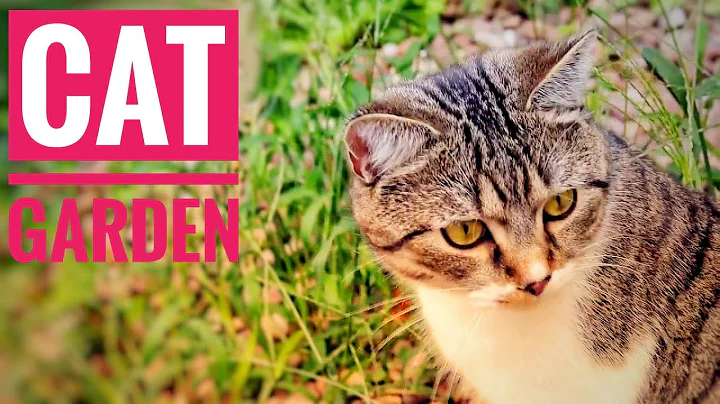 Video 11051181: british shorthair tabby cat, british shorthair mix cat, british shorthair cat explores, cat garden