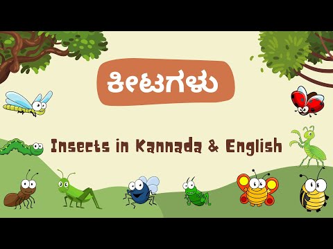 ಕನ್ನಡ ಕಲಿಕೆ 14 - ಕೀಟಗಳು - ಕಿಟಗಾಲು - ಚಿತ್ರಗಳೊಂದಿಗೆ ಕನ್ನಡ ಮತ್ತು ಇಂಗ್ಲಿಷ್‌ನಲ್ಲಿ ಕೀಟಗಳ ಹೆಸರನ್ನು ಕಲಿಯಿರಿ