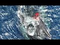 First footage of baby sperm whale © Project CETI WHTWM TR
