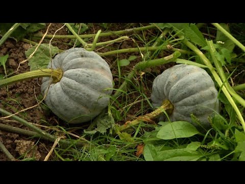 Video: Žemės riešutų auginimas iš sėklų – sužinokite, kaip sodinti žemės riešutų sėklas