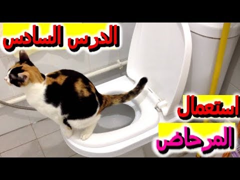 فيديو: كيفية تدريب قطة على استخدام الحمام