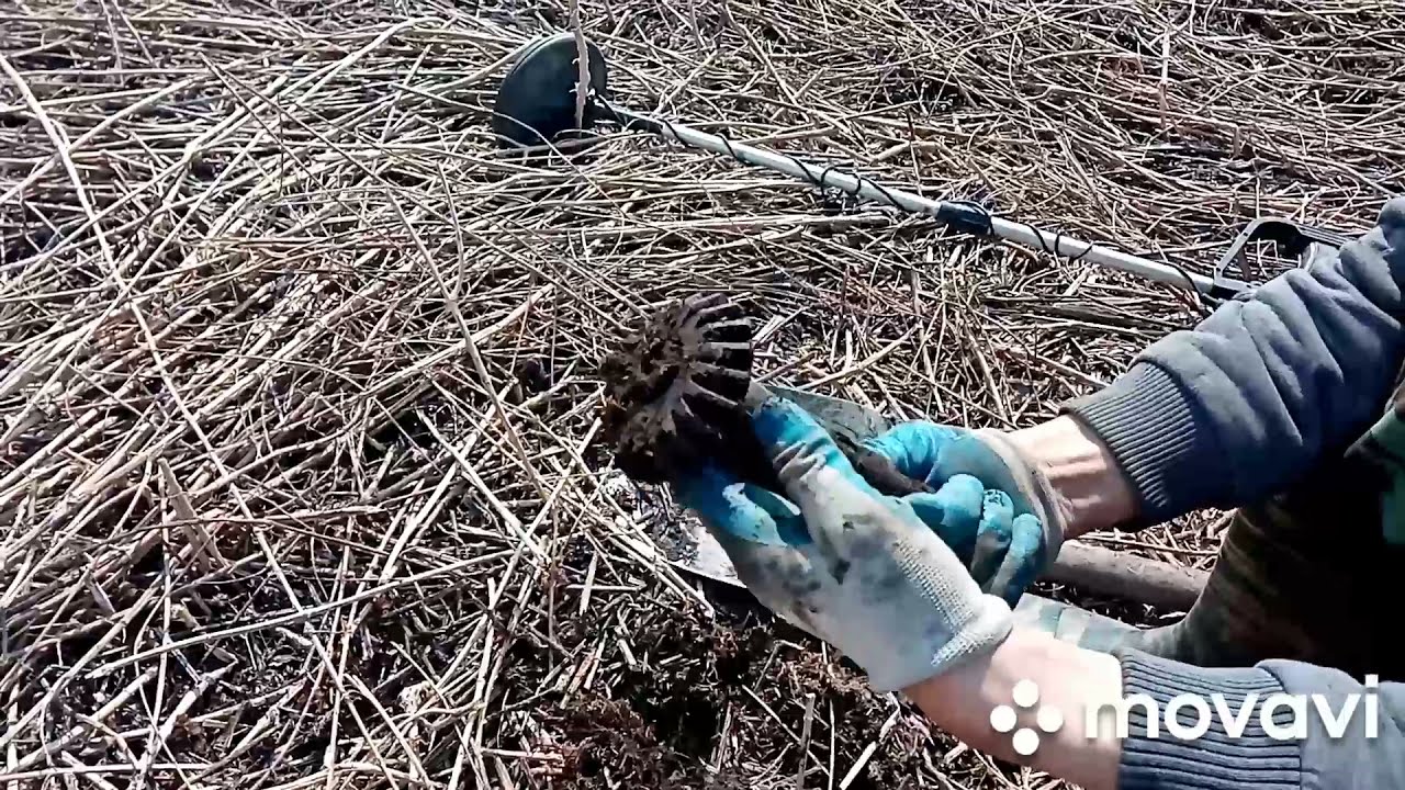 Металлокоп на ниве