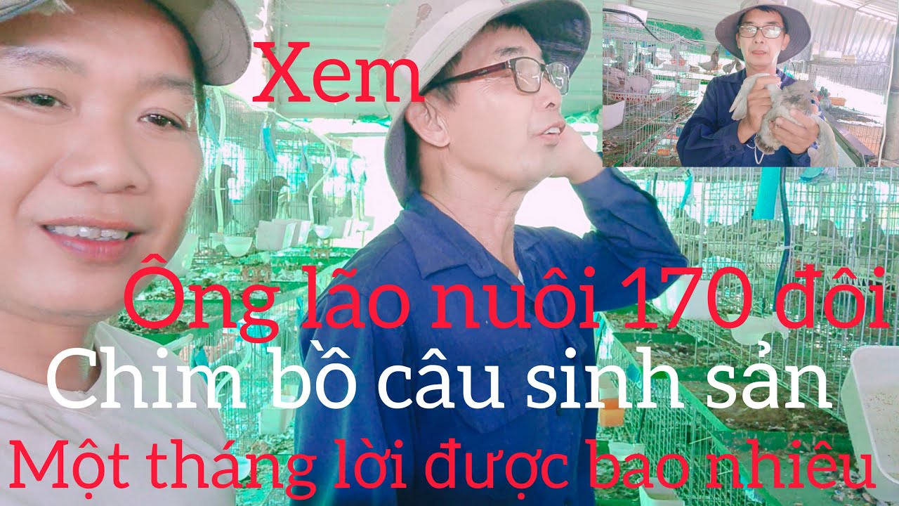 Xem ông lão nuôi 170,đôi chim bồ câu sinh sản,một tháng lời được bao nhiêu,
