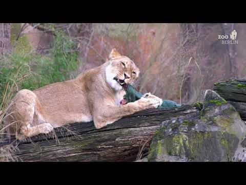 Weihnachtsüberraschung für die Löwen im Zoo Berlin - Christmas surprise for the lions at Zoo Berlin