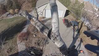 Expert Tree Pruning in Littleton, CO