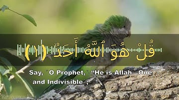 Surah Al-Ikhlas - Holy Quran | القرآن الكريم - سورة الإخلاص #quran #سورة_الإخلاص #القران_الكريم