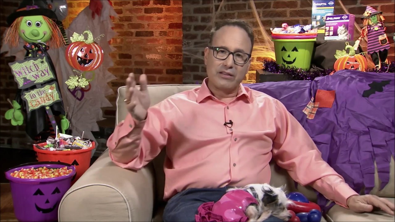 Pheromone diffusers can help dogs, cats not be pet-rified on 