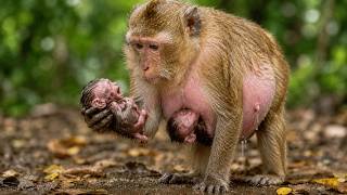 Daily Baby Monkey Live: Relax with Our Cute Friend
