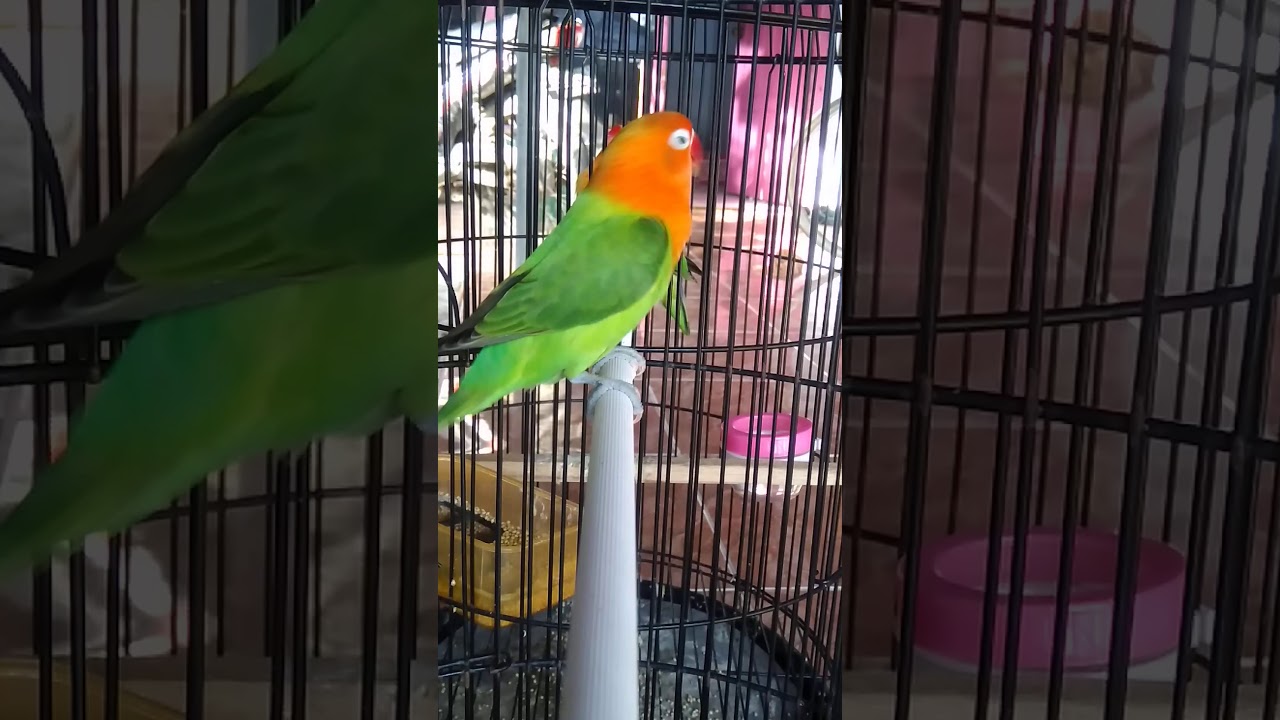 Love bird biola paud ngekek panjang 