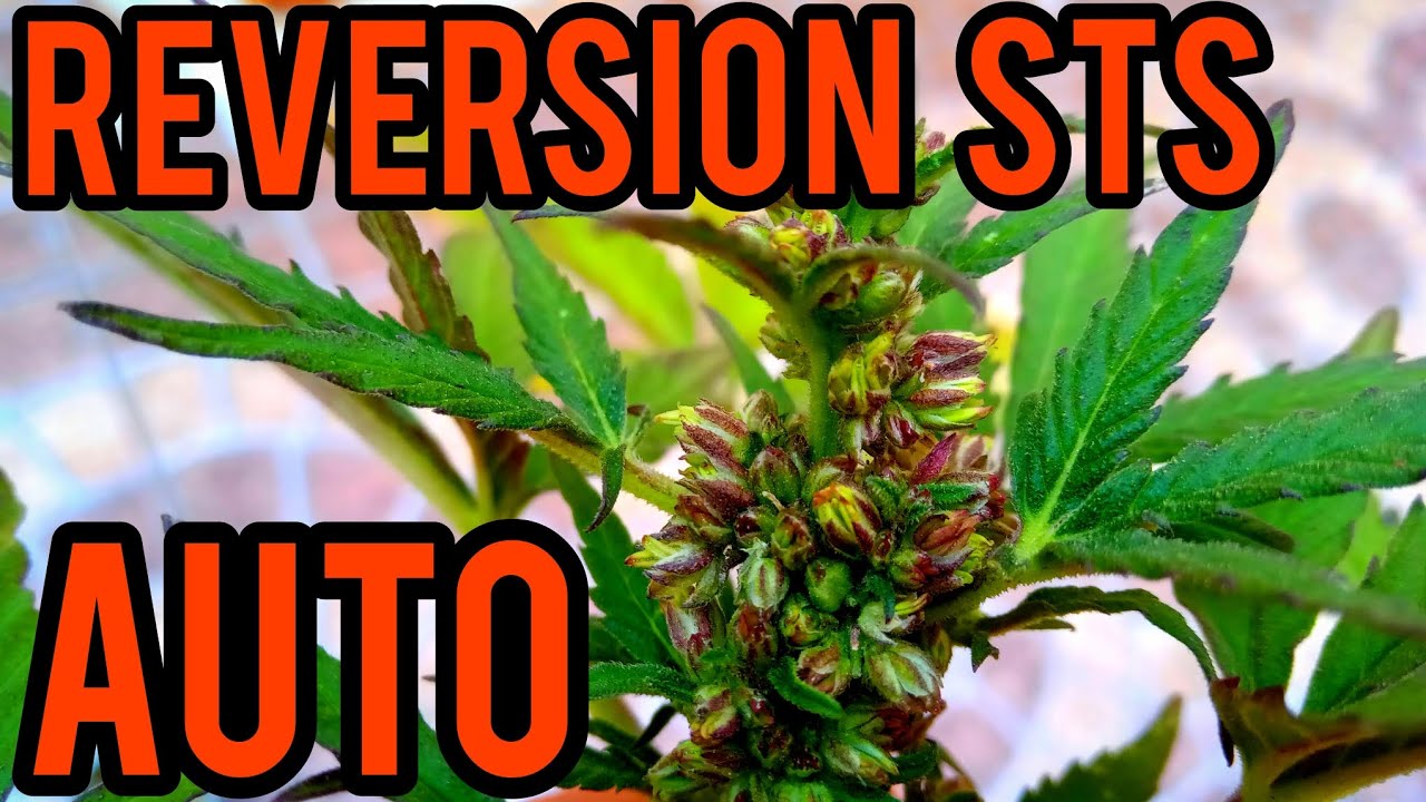 REVERSIÓN CON STS EXITOSA. TANGIE AUTO BUDDHA SEEDS.