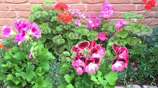 Download Lagu Geranium (Pelargonium) buiten beschermen tegen de kou (overwinteren) MP3 Download Lagu Geranium (Pelargonium) buiten beschermen tegen de kou (overwinteren) MP3