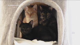 San Diego Humane Society rescues 40 cats from studio apartment