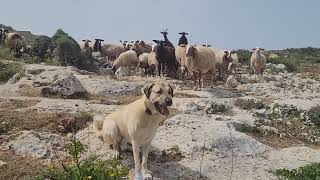 Kyle the Gozo Kangal meets the herd and border collie. by Kangal Whisperer Mike 325 views 4 weeks ago 14 seconds