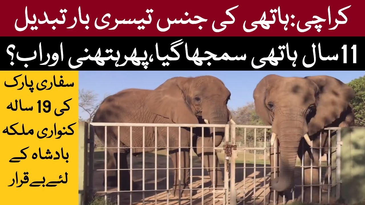 Safari Park Karachi | Unveiling The Elephant's True Identity : From Female To Male To Transgender