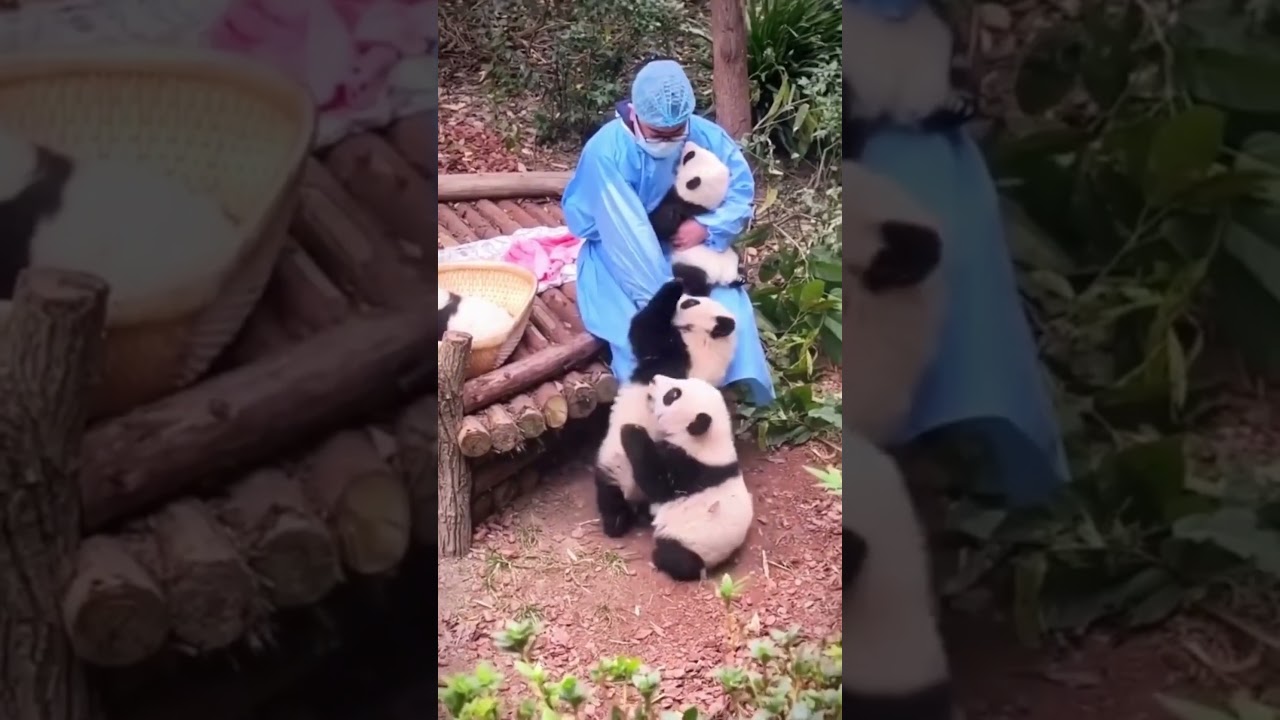 💖🐼Соперничество за любовь хранителя🐼💖 