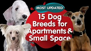 Top 10 Small Dogs for Your Apartment by BelaPaws 150 views 3 years ago 9 minutes, 42 seconds