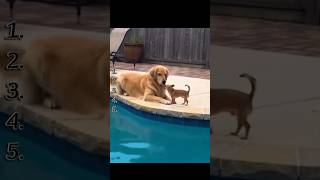 Ultimate Funny Animal Fails 😂 | Cute & Crazy Animal Moments #instantlol #hilariousfails #funny #dog