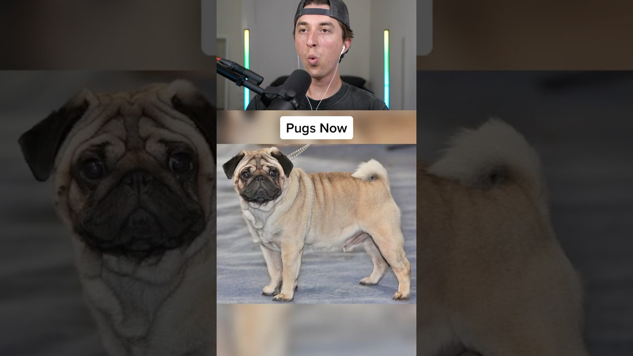 Before And After Dog BREEDS! 😱