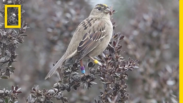 Here's Why Scientists Are Coloring Birds’ Heads With Markers | National Geographic - DayDayNews
