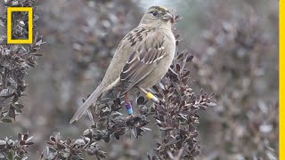 Here's Why Scientists Are Coloring Birds’ Heads With Markers | National Geographic