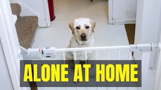 How to train Labrador Retriever to stay home alone?