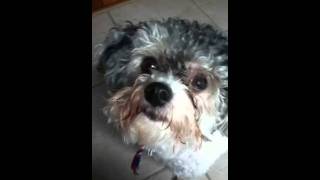 Puppy flipping out at a door cuh she's locked in it! screenshot 5