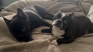 Milo being pampered by Odie 🐶 #doglife #frenchbulldog #frenchie #bostonterrier #dogs #dogvideos