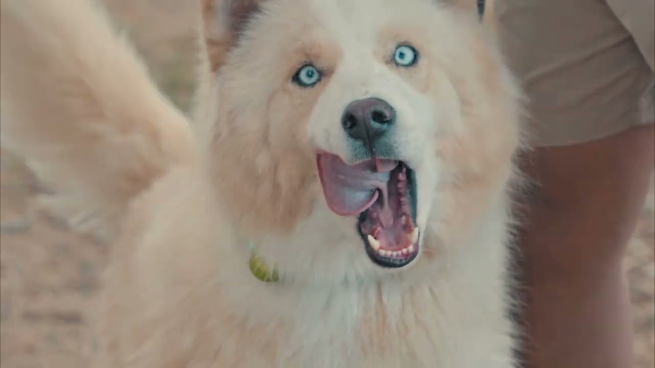 Paddles & Pups 2025 || Dog Paddle at Union Reservoir, Longmont