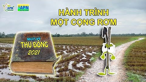 APN - TÁI  TẠO DINH DƯỠNG CHO LÚA BẰNG NẤM TRICHODERMA - HÀNH TRÌNH MỘT CỌNG RƠM