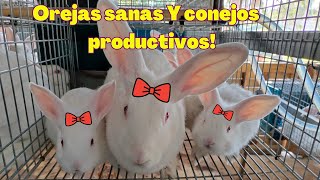 Método Para Eliminar La Sarna Definitivamente.