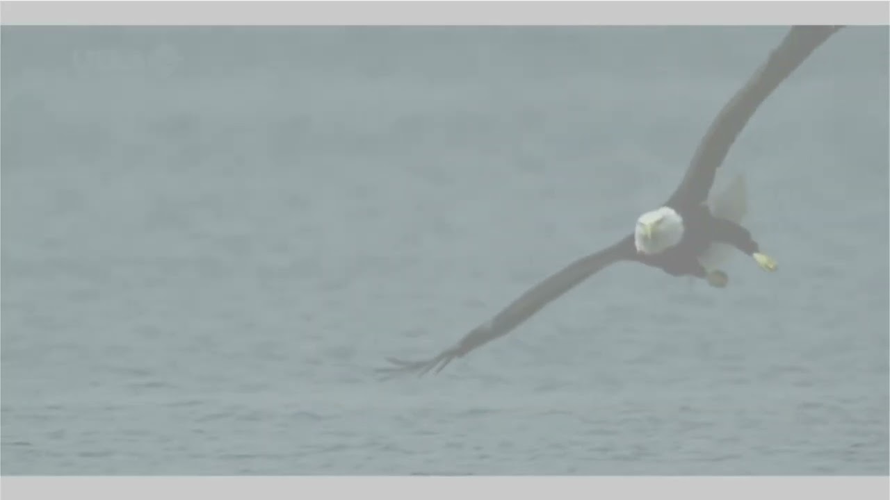 Bird animation
