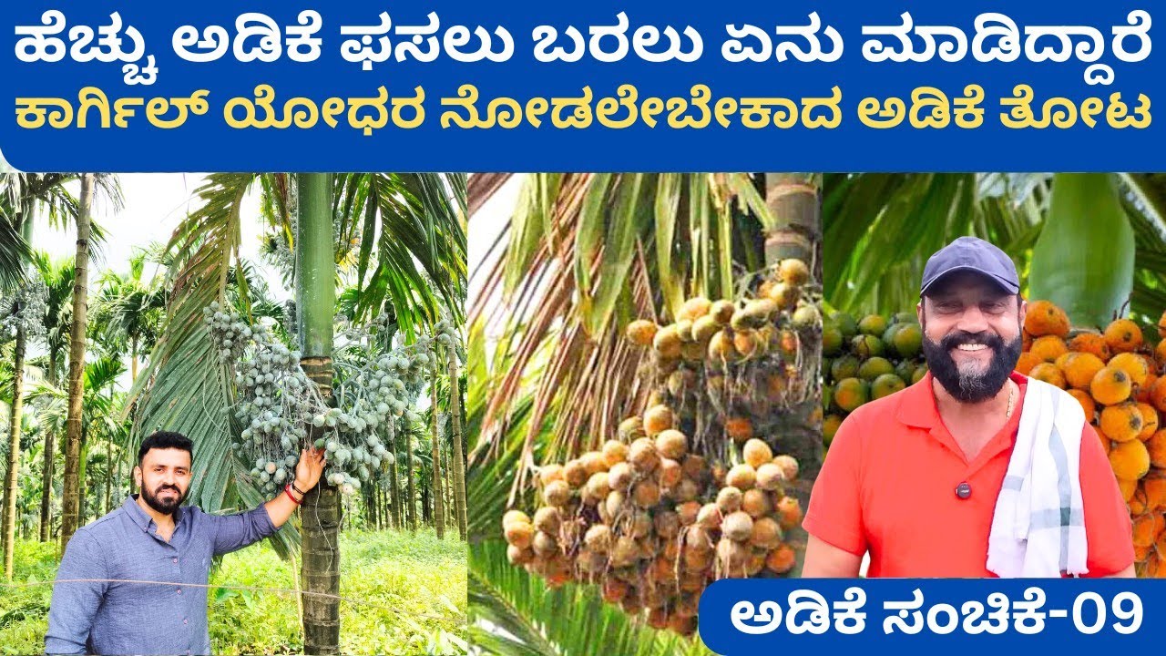 ಬೆಳ್ತಂಗಡಿಯ ಅತ್ಯುತ್ತಮ ಅಡಿಕೆ ತೋಟದಲ್ಲಿ ಒಂದು‼️ನಿರಂತರ 2 ವರ್ಷ ಈ ತೋಟವನ್ನು ಹೇಗೆ ನಿರ್ವಹಿಸಿದ್ದಾರೆ❓ಮಹೇಶ್ ಗೌಡ