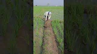 ngarambet pengendalian rumput padi usia padi 18 hari