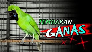 🔴 TEMBAKAN GANAS || MASTERAN CUCAK IJO GACOR BONGKAR ISIAN KASAR