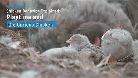 Chicken Behavior Explained: Playtime and the Curious Chicken