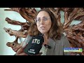 1er comité de pilotage sur l'Urgences hospitalières: Dr Bozon Magali, conseillère santé mondiale