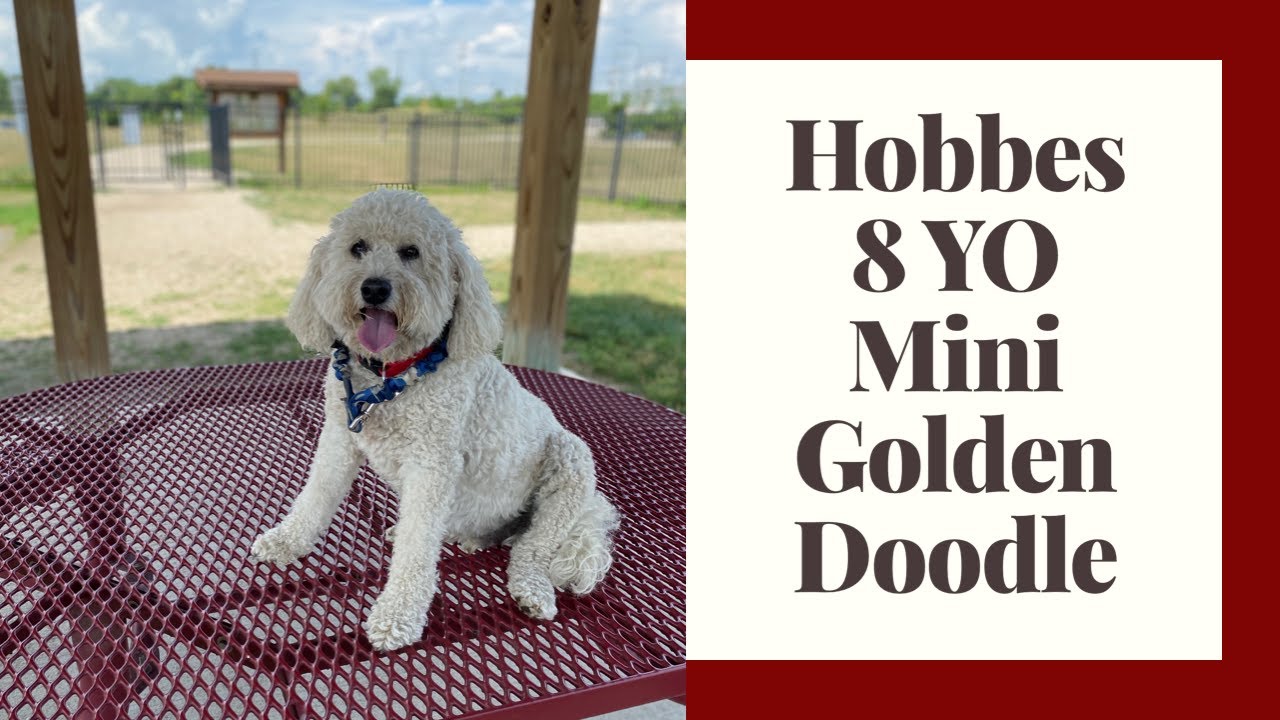 goldendoodle obedience training