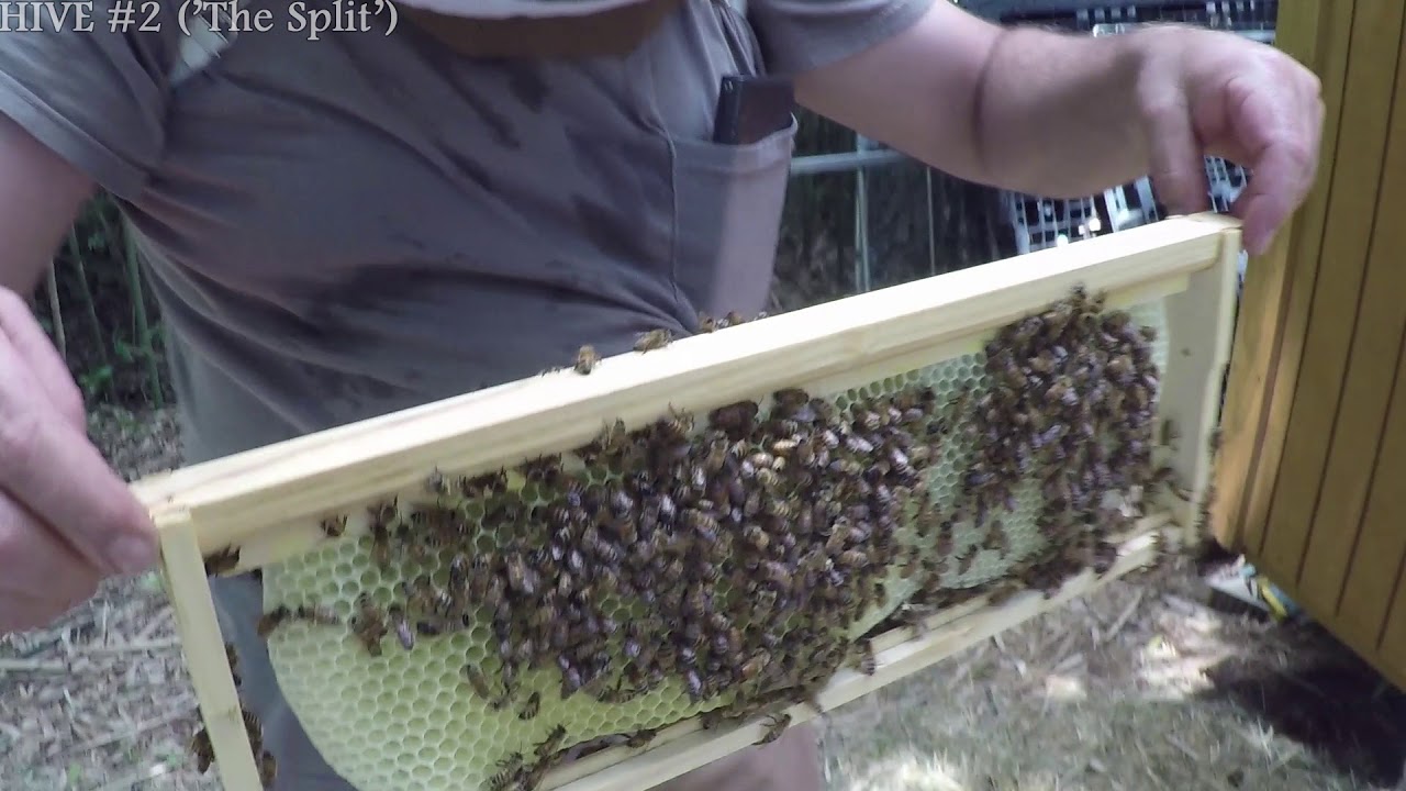 #20: Beekeeping day 87 Part 2 - The Bald Brood - YouTube