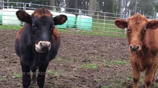 Cow Moments # 3