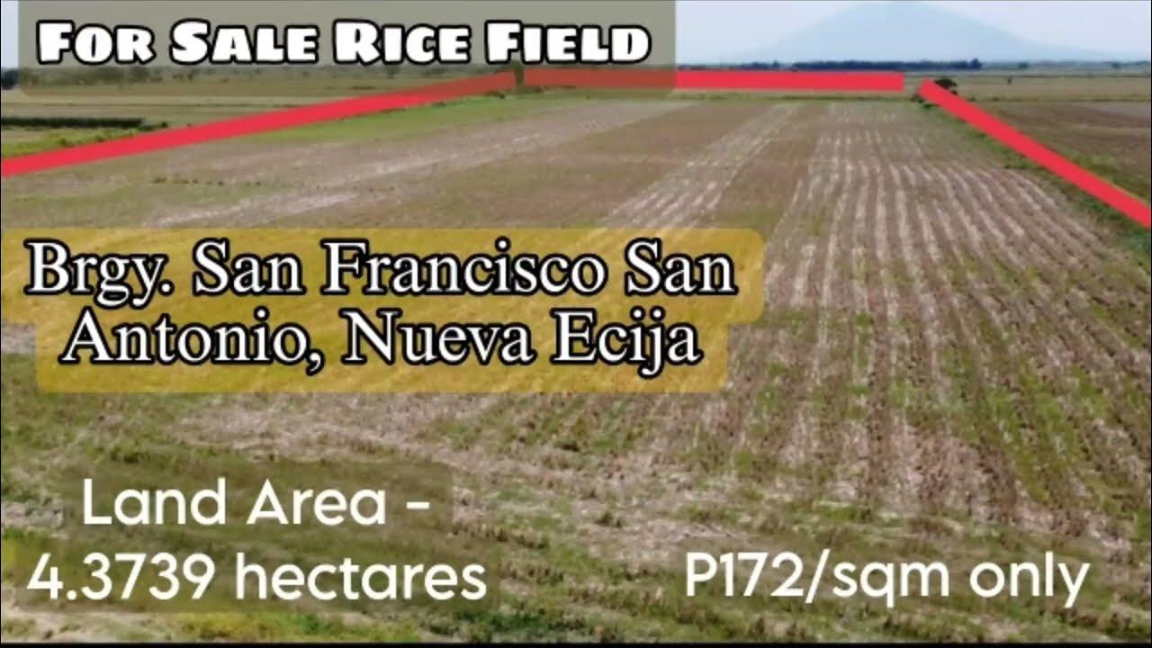 San Antonio Nueva Ecija For Sale Rice Field Land area43,739sqm. P172
