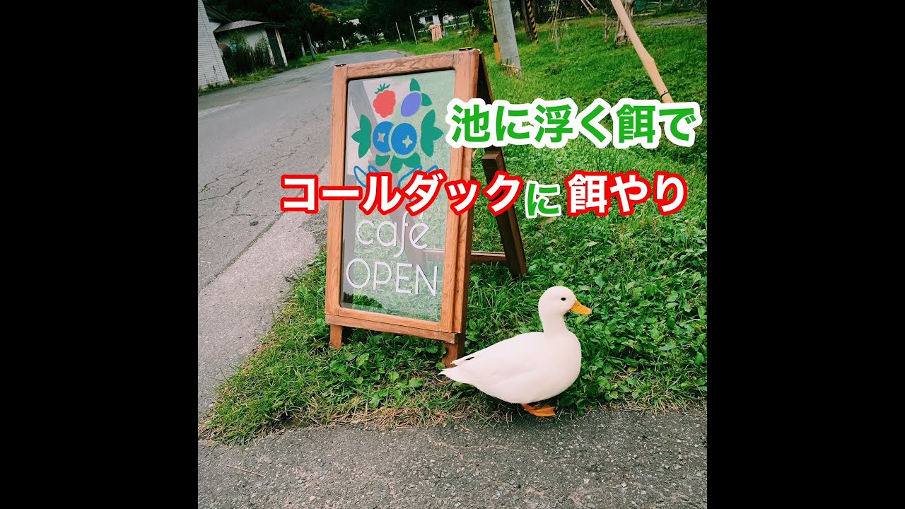 成長したコールダックへの餌やり Youtube 成長したコールダックへの餌やり Youtube