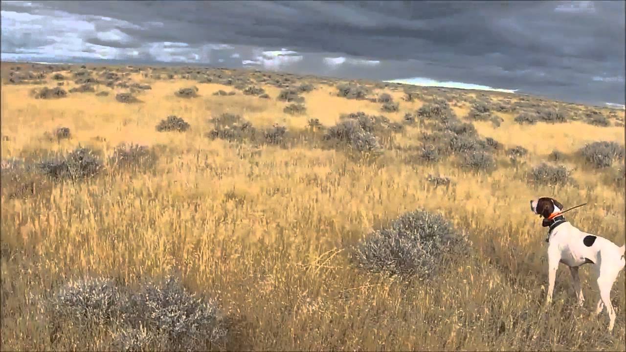Sage Grouse Hunt with pointing dogs YouTube